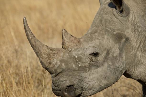 istock Rhino, Idube Game Lodge, South Africa 1184695015