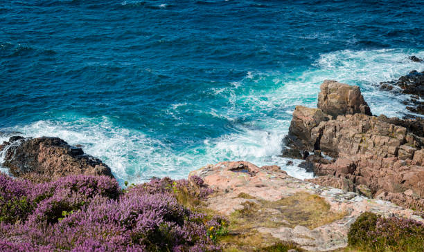 istock Heather at the sea at Kullen in Skane 1184695930