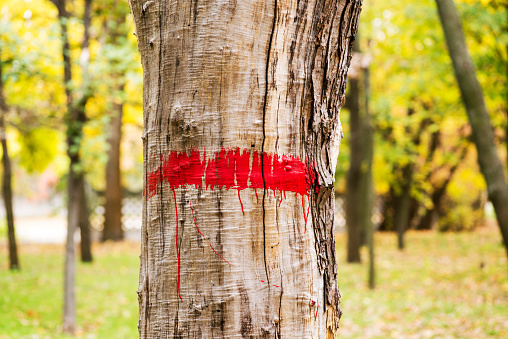 Signs on trees painted red paint. Sign of red paint on the bark of a diseased tree.