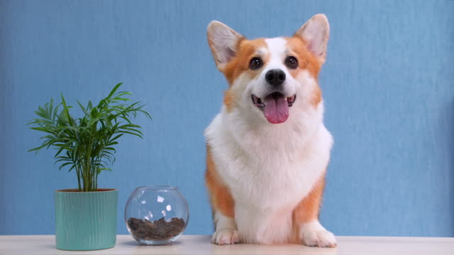 Cute red and white dog of welsh corgi pembroke breed sits on the desk of reception. Funny face expression, smiling friendly dog welcoming the guests.