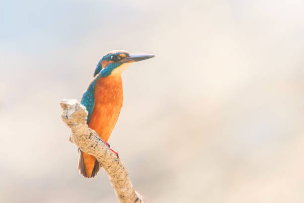 istock Common Kingfisher (Alcedo atthis) Kingfisher Bird sitting on a Branch 1184698126