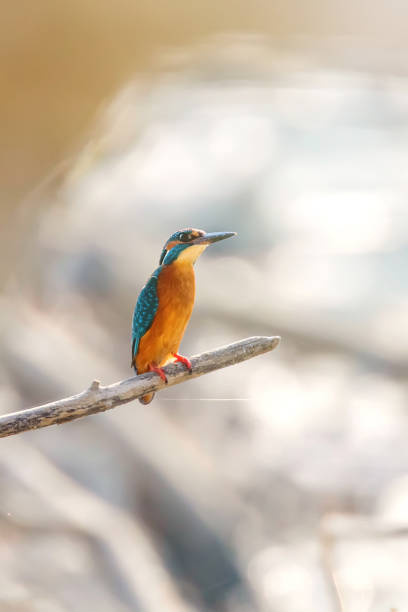 istock Common Kingfisher (Alcedo atthis) Kingfisher Bird sitting on a Branch 1184698444
