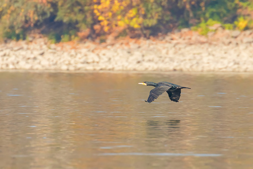 Great Cormorant Flying Over Water (Phalacrocorax carbo)