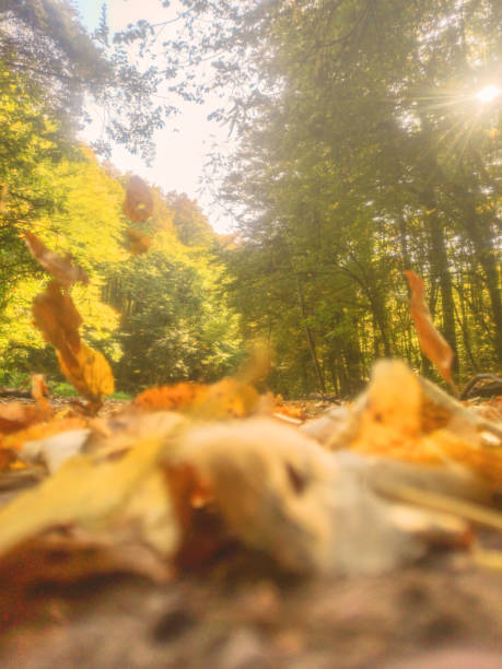 istock Autumn Forest Nature. Colorful Forest Sun Rays Through Branches of Trees. 1184698859