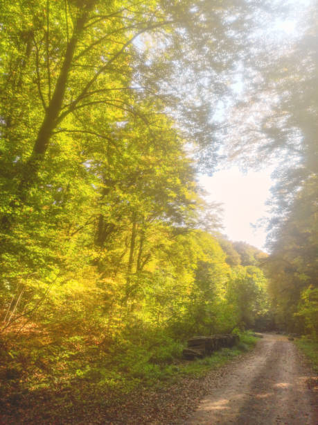 istock Autumn Forest Nature. Colorful Forest Sun Rays Through Branches of Trees. 1184700250