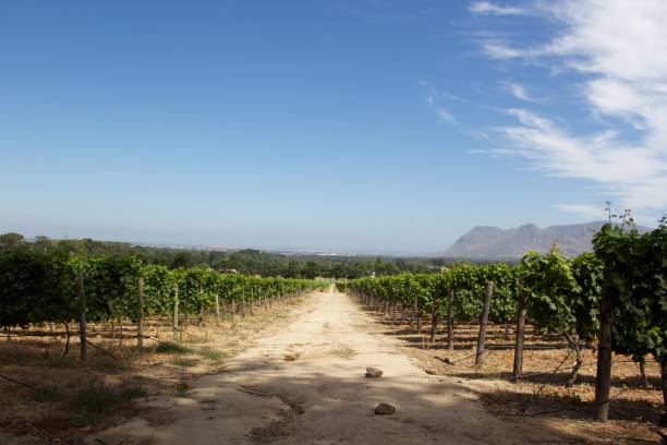 istock Vineyard in Cape Town, South Africa 1184701517