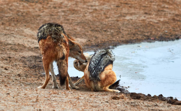 istock Two black-backed jackals playing with each other 1184701539