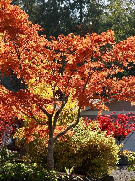 istock Small Ornamental Tree In Autumn Colors 1184701588
