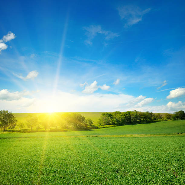 istock Green field and blue sky with light clouds. 1184701591