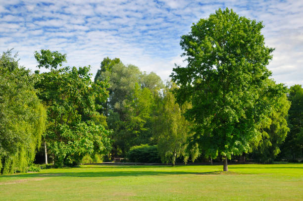 istock Summer park with beautiful green lawns. 1184701601