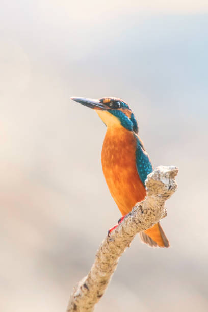 istock Common Kingfisher (Alcedo atthis) Kingfisher Bird sitting on a Branch 1184702026