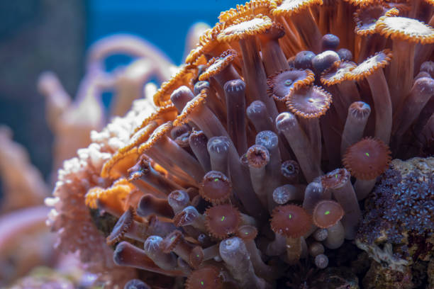 istock colored corals in a marine aquarium. macro photography 1184702168
