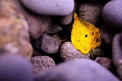 The lonely Autumn leaf perches upon a peaceful pile of rocks alongside Minnesota's section of Lake Superior.