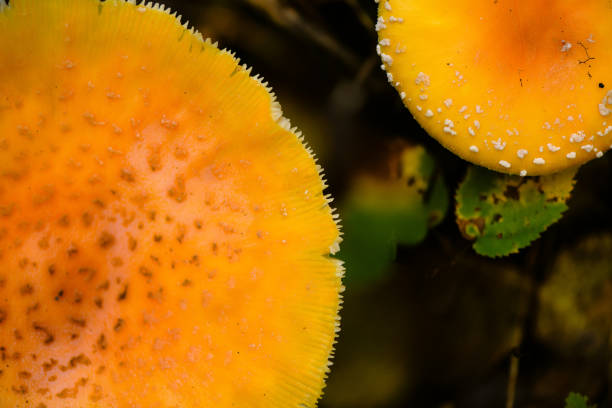 These mushrooms were discovered on a walk through a Wildlife Management Area in Minnesota, just south of Lake Superior.  With the rise of the fall sun, the light warmed the forest and illuminated these forest floor beauties.