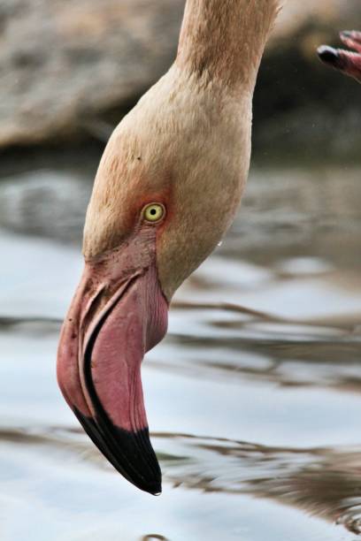 istock A view of a Flamingo 1184703213