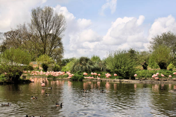 istock A view of some Flamingos 1184703257