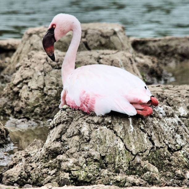 istock A view of a Flamingo on a nest 1184703309