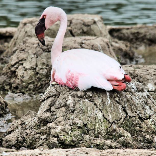 A view of a Flamingo on a nest