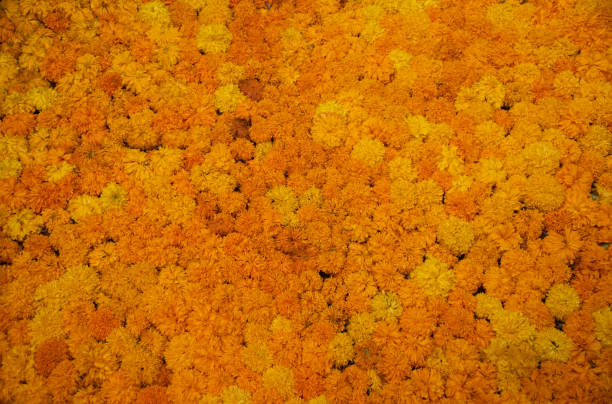 Cempasuchil flower (Marigold) is used as decoration during the celebration of the day of the dead in Mexico popular belief says that it attracts the spirits so they can find the altars that their relatives make