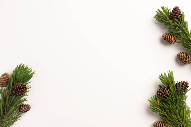 istock Christmas composition. Spruce branches with cones, on a white background. Christmas, winter, new year concept. Flat lay, top view, copy space. 1184706089