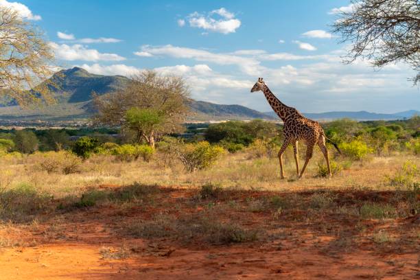 istock Beauties of Kenya 1184707605