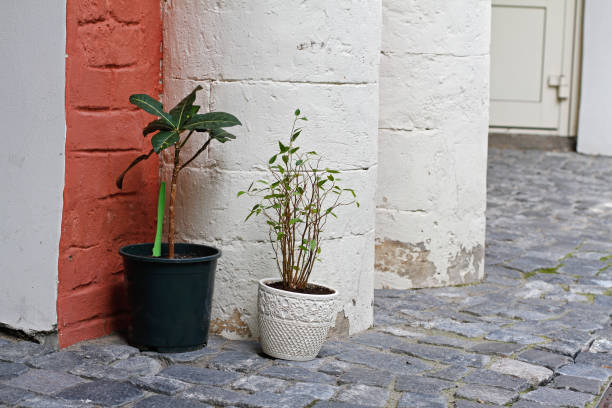 istock House plants (Garden Croton and Ficus Benjamina) standing outdoors in the yard 1184707767