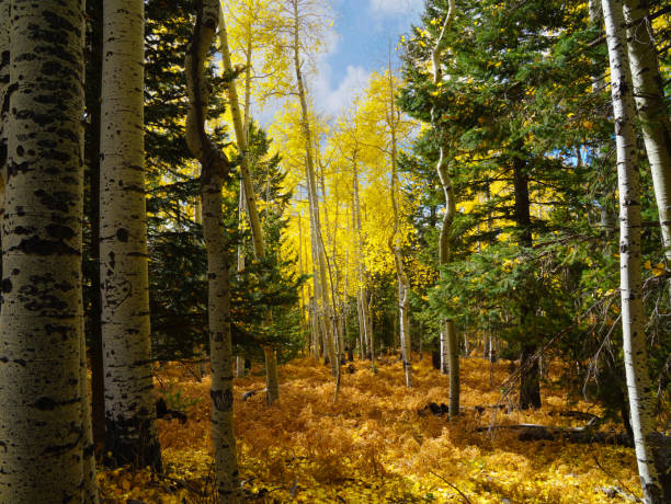 istock Arizona in Autumn One 1184708738