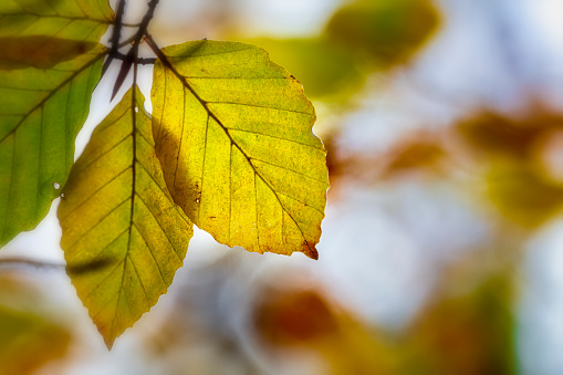 Autumn leaves. A beautiful leaf with autumn colors falling from a tree