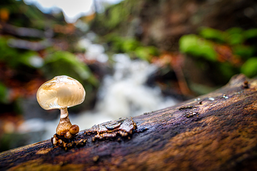 Mushroom photographed with wide angle macro lens capture scenic nature