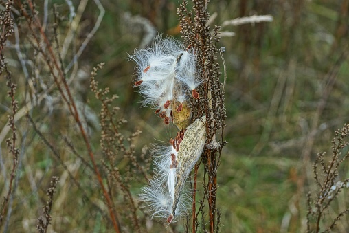 dry gray plant stem with white fluff