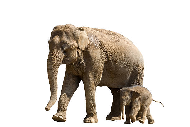 istock Mother elephant with her baby isolated on white background 118471002