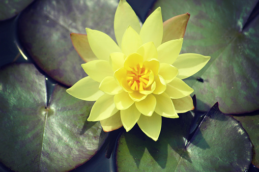 Beautiful rich yellow color of a waterlily on the water's surface view from the top