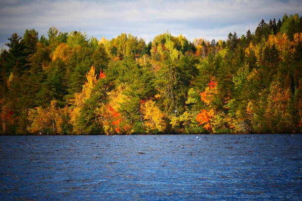 Multicolored trees in autumn at the edge of the water