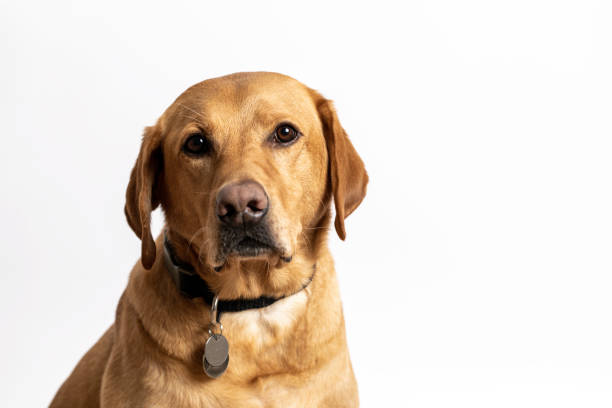 istock Yellow Labrador Retriever or Lab 1184711299