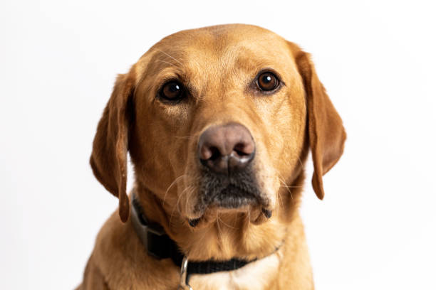 istock Yellow Labrador Retriever or Lab 1184712120
