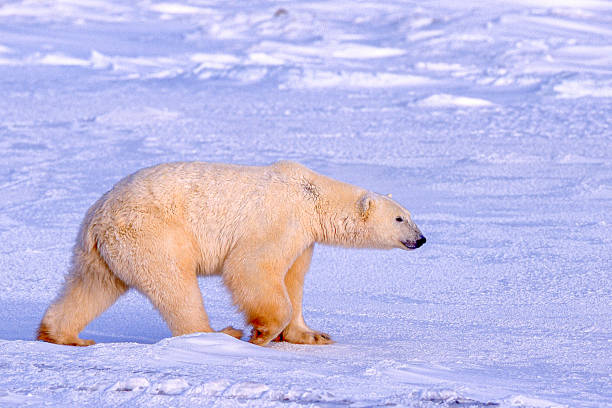 istock One Wild Polar Bear Walking on Snowy Hudson Bay Shore 1184712712