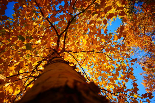 Birch in autumn illuminated by the sun under a blue sky