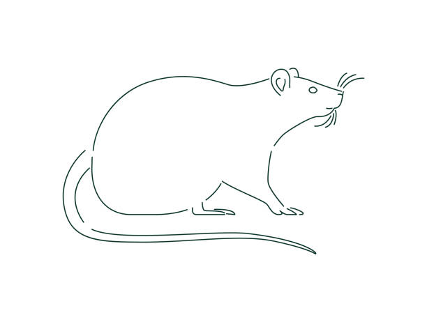 Simple White Rat Or Mouse Animal Outline Isolated Stock Illustration -  Download Image Now - Animal, Animal Wildlife, Animals In The Wild - iStock