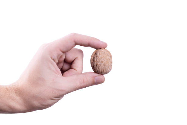 dry walnut in the hand isolated on white background.