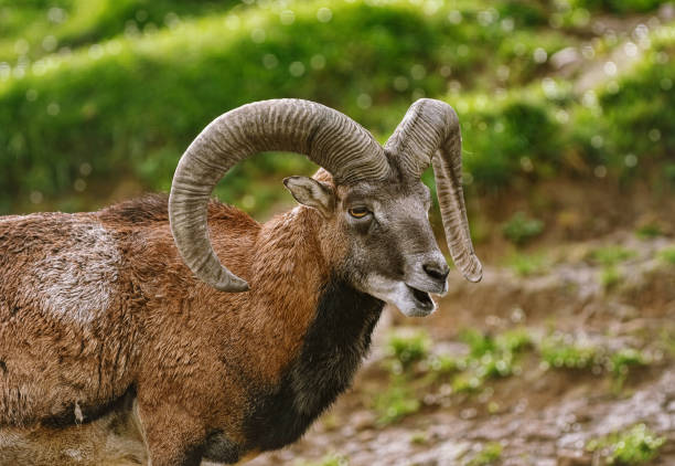 istock Portrait of Ram 1184717415