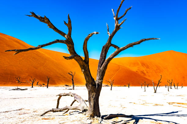 istock Landscapes of Namibia 1184717451
