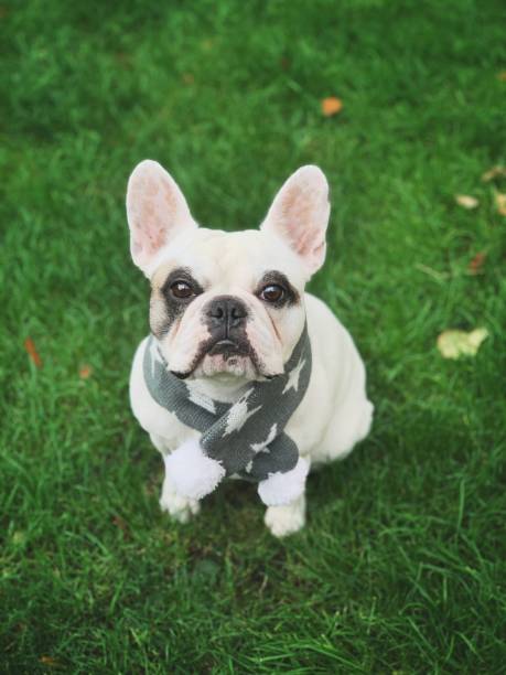 istock Frenchie dog wearing knitted scarf with pompoms 1184717599