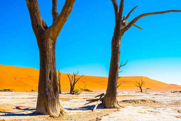 istock Landscapes of Namibia 1184718132