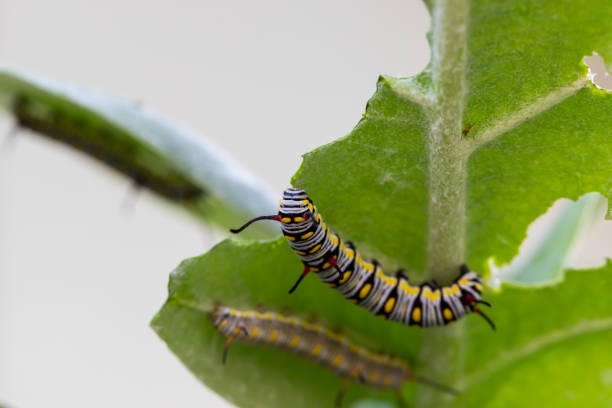 istock Macro shot Beautiful Caterpillar creeps on big green leaf 1184718259