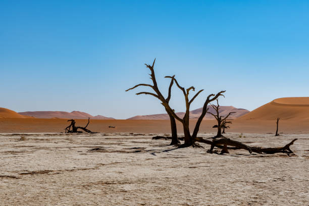 istock Landscapes of Namibia 1184719071