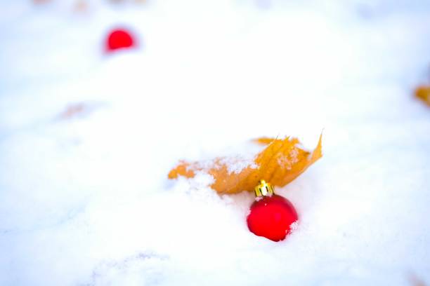 Snow on the leaves of Euonymus spear