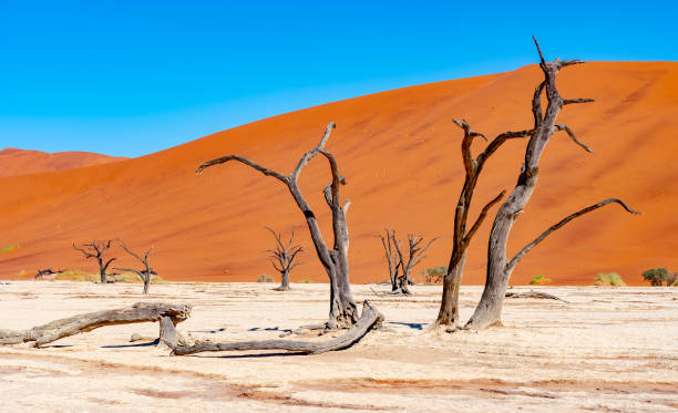 istock Landscapes of Namibia 1184722231
