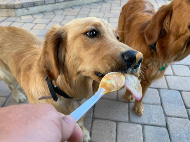 istock Treats for pups 1184722255