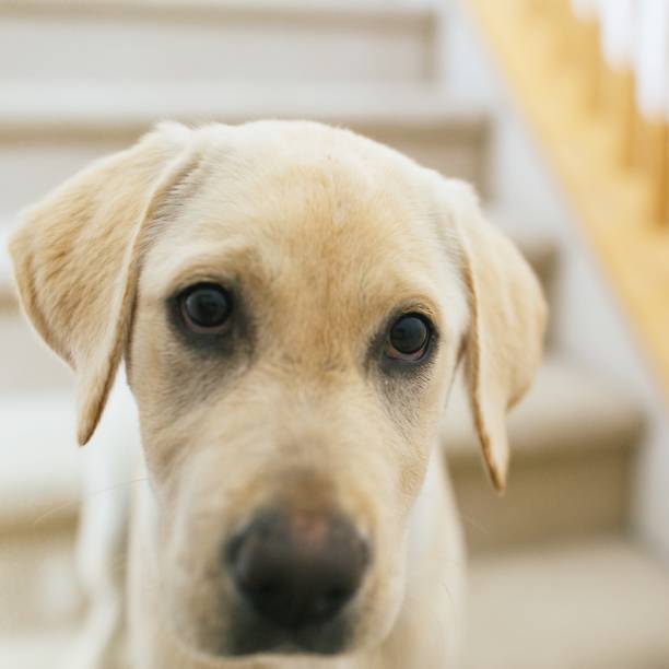 istock Selective focus of a lab puppy at home 1184722367