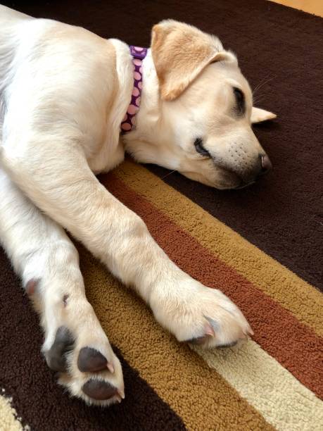 istock Puppy on the on the floor paws and face 1184722880